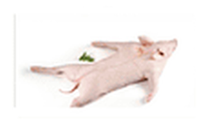 Suckling pork whole carcass 15 to 19 kilo