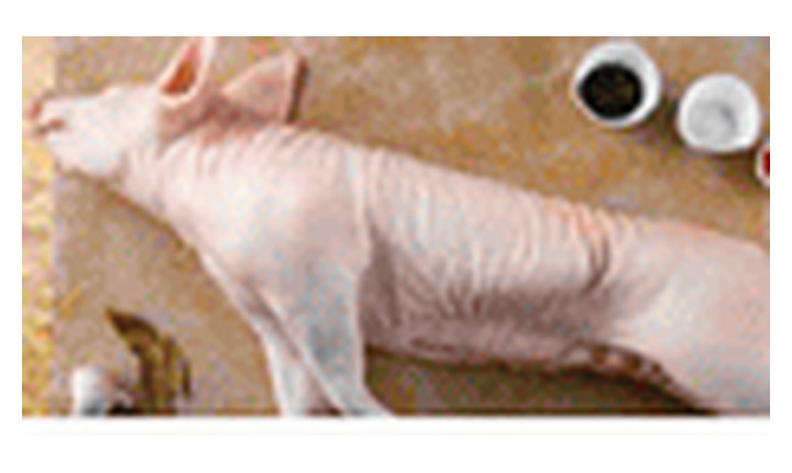 Suckling pork whole carcass 20 to 29 kilo