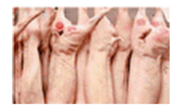 Whole pork carcass 30 to 35 kilo