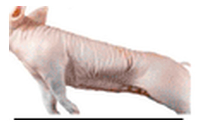 Whole pork carcass 40.1 to 45 kilo